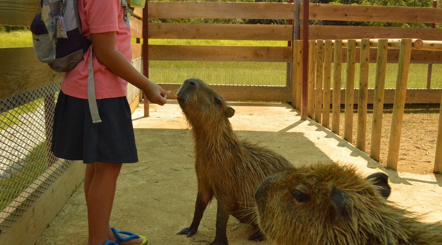 🏞️ 네오파크 오키나와 나고 자연동식물공원 이미지 3